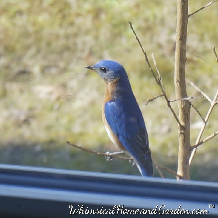 Mr. Bluebird right outside our kitchen window.
