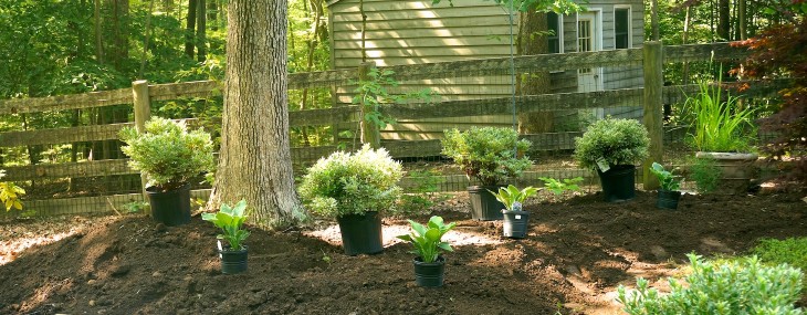 Creating the New Red Maple Tree Pocket Garden- Part I