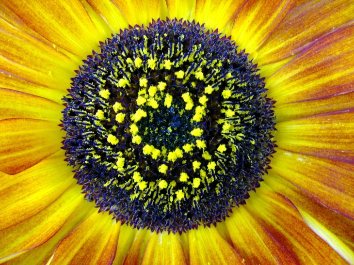 19_sunflower2_WHG
