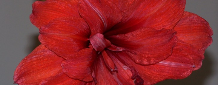 Amaryllis in Time for the Holiday